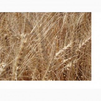 Пшеница озимая Одесская 267 элита и 1 репр