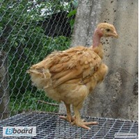 Продам цыплята породы голошейка (Испанка)одна курочка привозная с Португалии