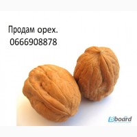 Продажа ядра грецкого ореха урожая 2015 года
