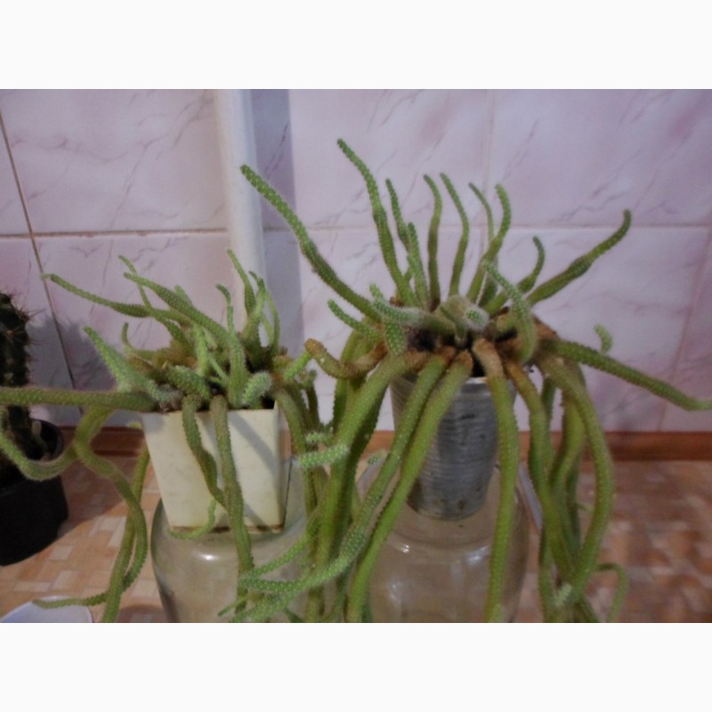 Фото 7. Комнатные растения Кактус
