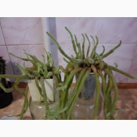 Комнатные растения Кактус