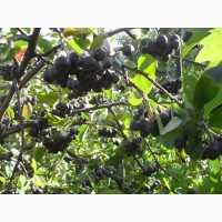 Саженцы черноплодной рябины (аронии)