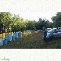 Продам пчелосемьи пчелопакеты отводки сушь 230мм 300мм
