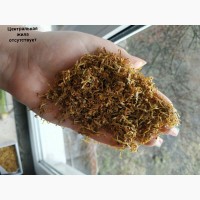 Продаю качественный табак, Вирджиния ГОЛД(импорт)БЕРЛИ(вырощен в УК)Без мусора