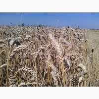 Канадские семена пшеници Омаха - 2реп. (двуручка)