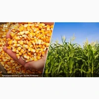 Закуповуємо кукурудзу фуражну в Закарпатській області