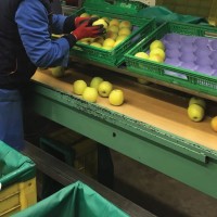 Работа для женщин в Италии: сортировка и упаковка яблок