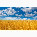 Компанія здійснює закупівлю пшениці