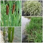 Німфеї (водяні лілії, латаття, кувшинки), прибережні та водні рослини для водойм