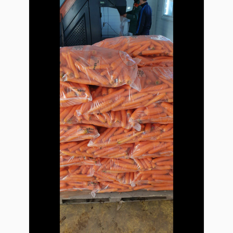 Фото 5. Купим морковь, картофель в Молдове