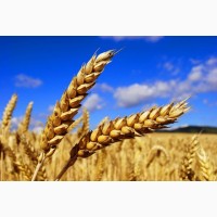 Закупка пшениці фуражної