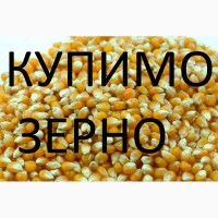 Компанія закуповує дорого кукурудзу подрібнену