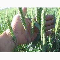 Семена озимой пшеницы овидий (безостый, низкорослый сорт)