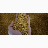 Продам просо жовте в бегах