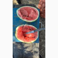 Продам Кавун сладкий спелый с поля арбуз