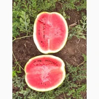 Продам кавун Талісман, Гайсинський р-он, 300 т