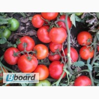 Продам высококачественные семена томатов и других овощей