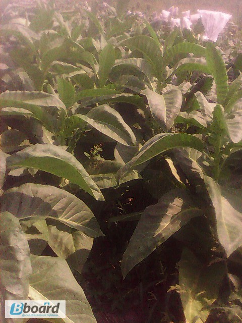 Фото 7. Продам семена махорки и табака 30 грн 600 шт