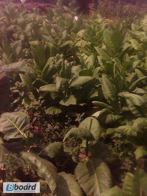 Фото 9. Продам семена махорки и табака 30 грн 600 шт