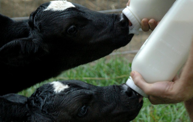 Фото 3. Сухе молоко від виробника