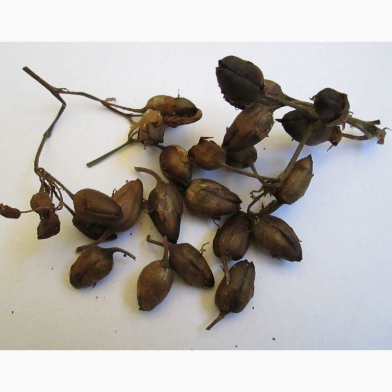 Фото 2. Табак Вирджиния Голд семена, есть нарезан лапша 1-2мм ферментированный