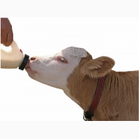Заменитель молока выпойка животных
