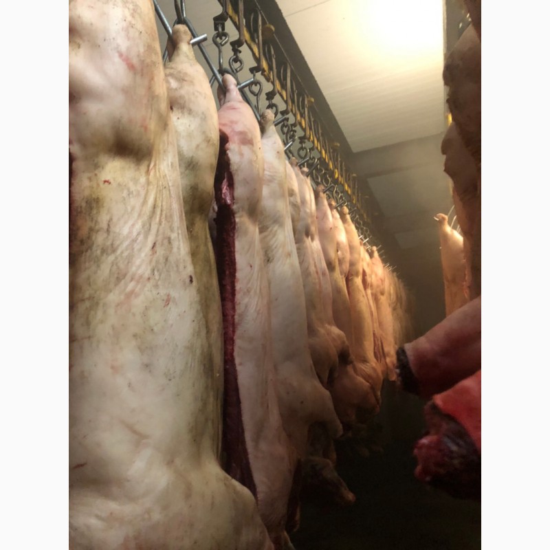 Фото 4. Продам свинину и говядину замороженную от производителя с 5 тонны