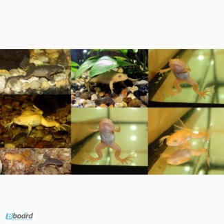Разнообразные шпорцевые лягушки: белые, желтые, серые! Доставка