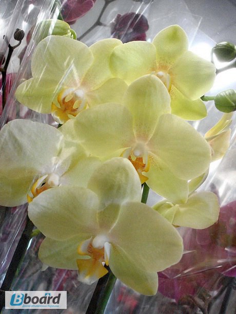 Продажа желтых орхидей
