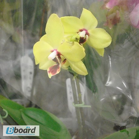 Фото 2. Продажа желтых орхидей