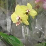 Продажа желтых орхидей