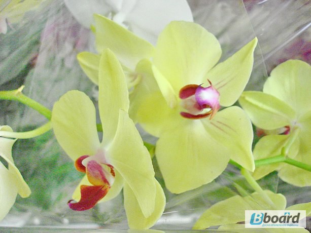 Фото 3. Продажа желтых орхидей