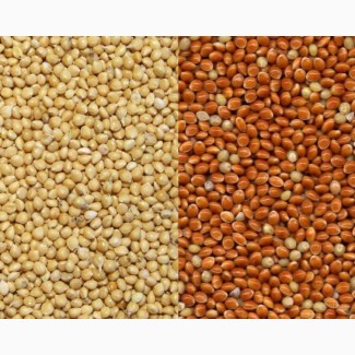 Red and Yellow Millet