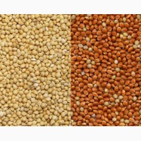 Red and Yellow Millet