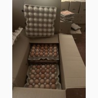 Инкубационное яйцо Редбро, Мастер грей, Испанка, Гриз бар