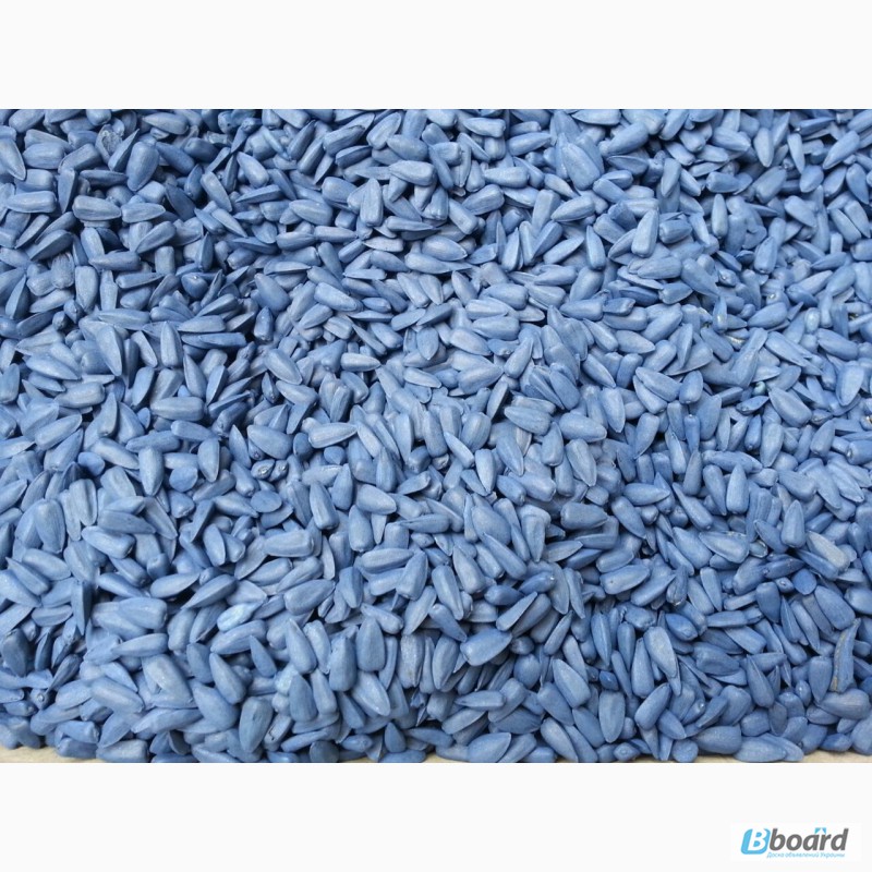Фото 2. Семена гибридов подсолнечника и кукурузы, фирмы Syngenta. Монсанто