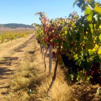 Виноградники, грушевые и яблочные сады, сельхоз земля в Севастополе