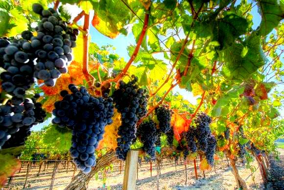Фото 2. Виноградники, грушевые и яблочные сады, сельхоз земля в Севастополе