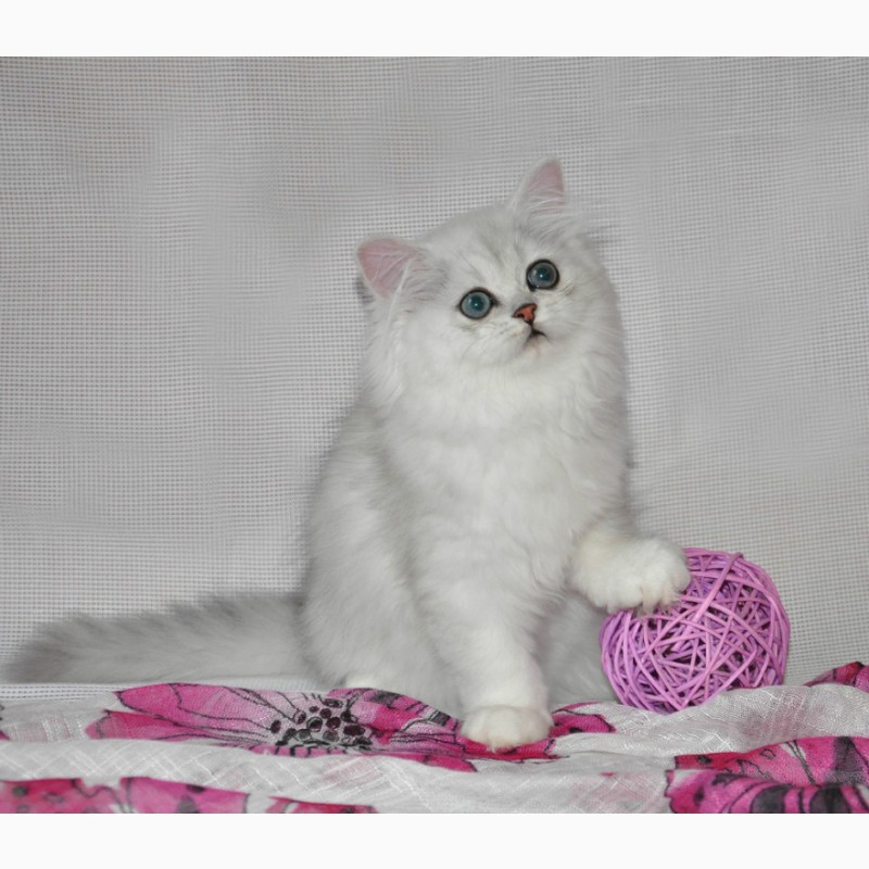 Фото 2. Серебристые котята персидские