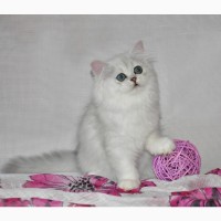 Серебристые котята персидские