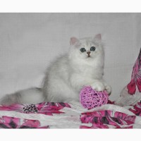 Серебристые котята персидские