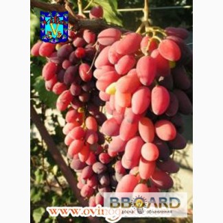 Высокоурожайные сорта винограда, саженцы всегда в наличии и под заказ ...