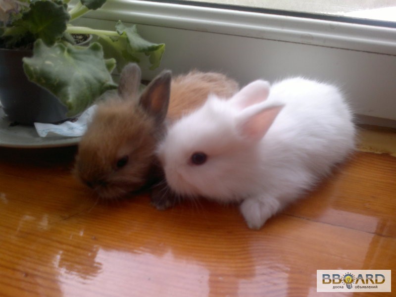 Фото 2. Кролики