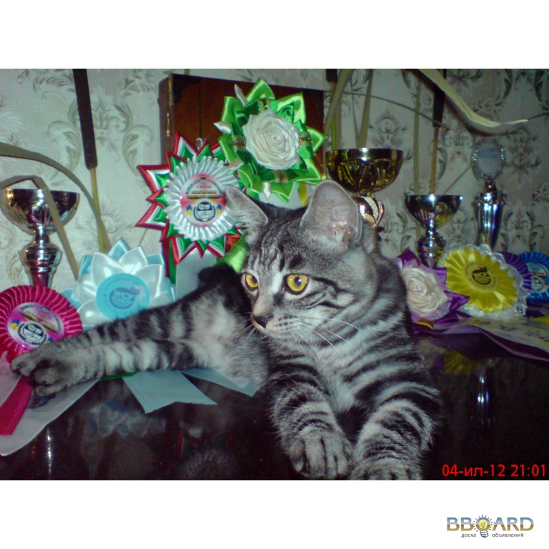 Фото 2. Питомник котята Курильского бобтейла