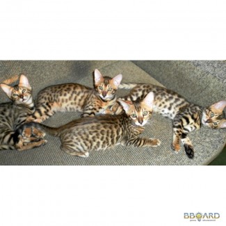 Бенгальские котята леопардового и мраморного окраса