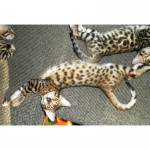 Бенгальские котята леопардового и мраморного окраса