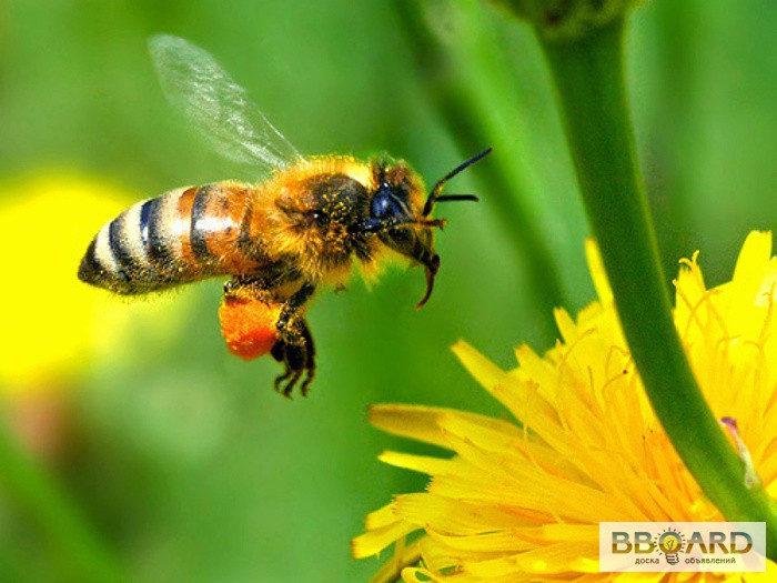 Фото 2. Пчёлы. Пчелопакеты. Пчелиные плодные матки (пчеломатки). Карпатка. Вся Украина