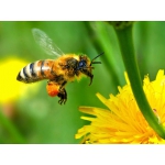 Пчёлы. Пчелопакеты. Пчелиные плодные матки (пчеломатки). Карпатка. Вся Украина