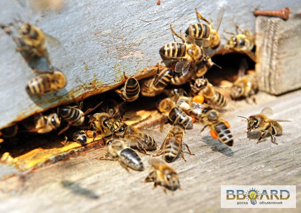 Фото 3. Пчёлы. Пчелопакеты. Пчелиные плодные матки (пчеломатки). Карпатка. Вся Украина
