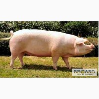 Продам беконных свиней живым весом от 100кг.